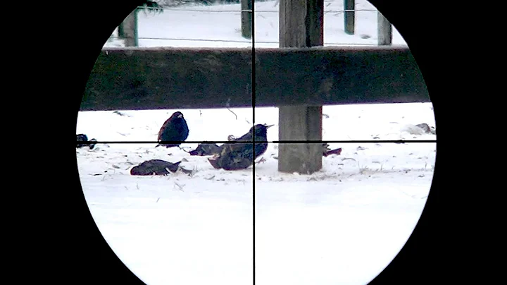 EUROPEAN STARLING Pest Control in the Snow - 22LR ...