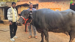 #गाजीपुर जिला में गिरी बाबा के पास हरीयाणा से आई मुर्रा दुधारू #भैंस बिकाऊ है | Murrah Buffalo Farm