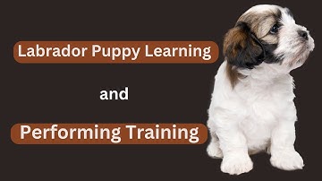 Labrador Puppy Learning and Performing Training Commands