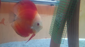 Cá dĩa sinh sản lần đầu tiên .