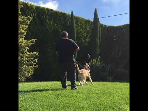 kangal Θηλυκό 10