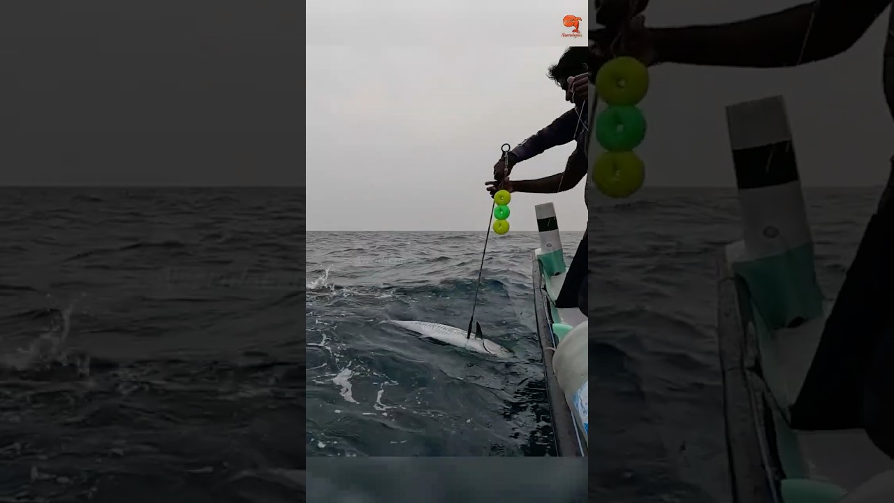 Catching King Fish Using Ribbon Fish as Bait 