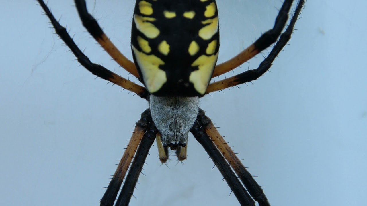 Scary Spider (and other animals in my backyard)