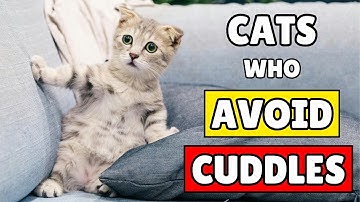 Why Your Cat HATES Cuddles (And How To Fix It!)