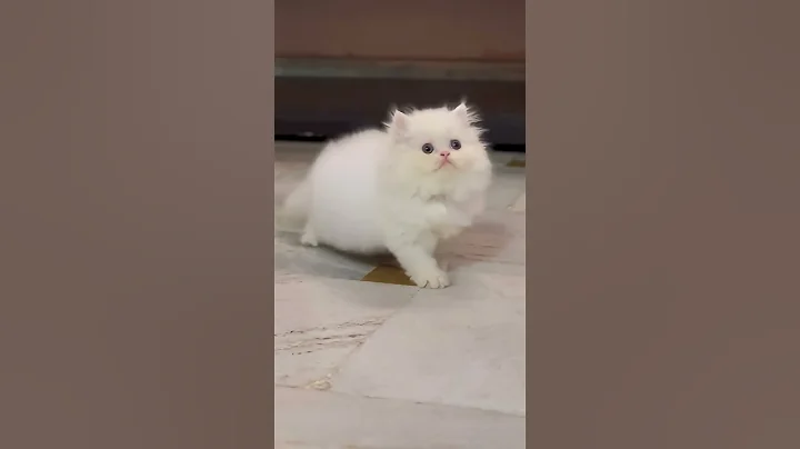 Video 11400671: persian kitten long hair, quality persian kittens, cutest persian kitten, meet persian, royal beauty