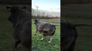 Cow Become Wilde