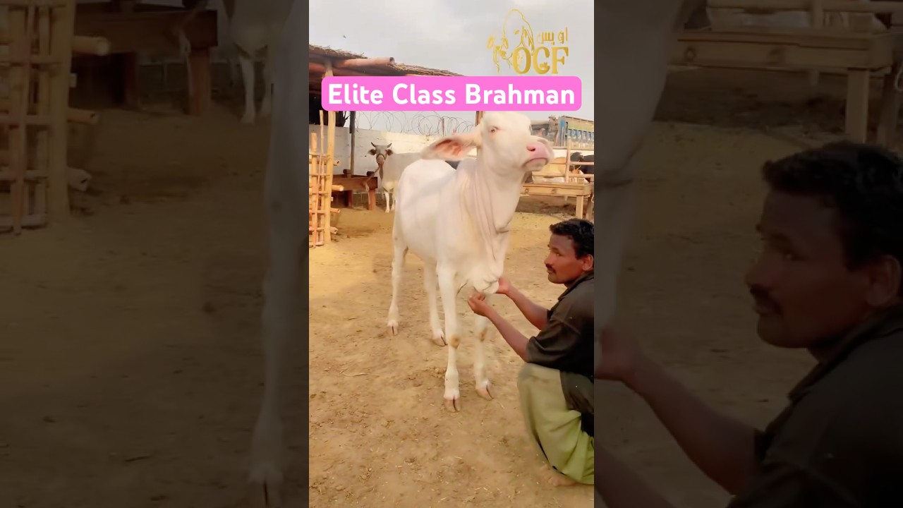 Jameel Memon Mandi | Owais Cattle Farm | Multan Mandi | Cow Mandi 