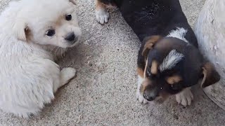 The Dog Was Thrown Into The Trash Can And Drank Milk For The First Time