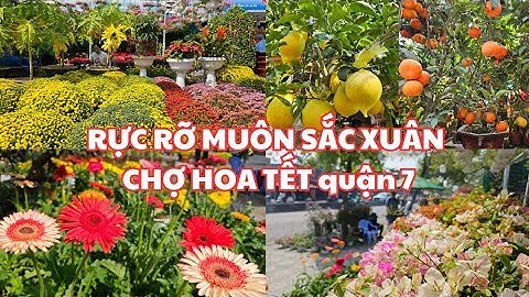 Sài Gòn, CHỢ HOA TẾT quận 7: RỰC RỠ MUÔN SẮC HOA - Giá CÚC MÂM XÔI, quýt hồng, HÒN NGỌC VIỄN ĐÔNG...
