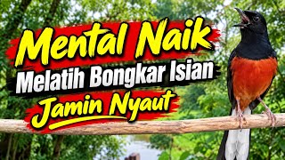 Pancingan Murai Batu Paling Jos! Mental Naik, Isian Keluar, Langsung Nyaut