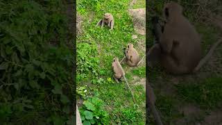 teen bander 🐒aapas me baate krte huye🙈🙊#funny