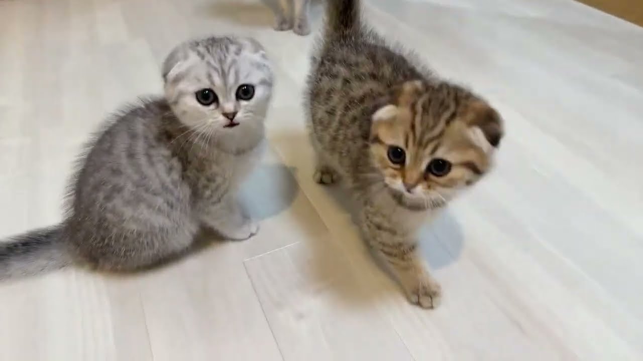 [Поздравляем] Первый Чуру! Прямая трансляция реакций котят!