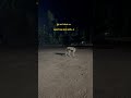 पुंछ और चंचल मन |AnimalShorts|Nature|#Shorts