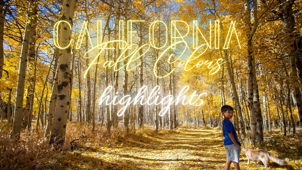 CALIFORNIA FALL COLORS in late October - Two families check out fall leaves in Bishop, CA