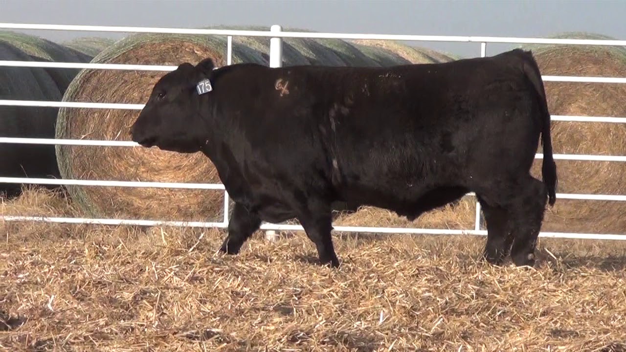 camera iphone 8 plus apk Express Ranches Lot 175