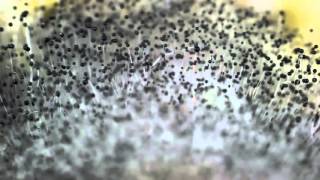 Mold Spores