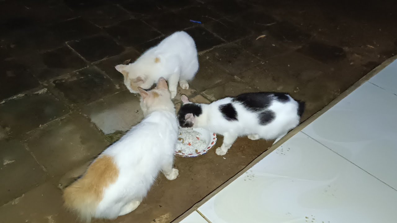 야생 고양이 세 마리가 함께 저녁 식사를 하고 있습니다.