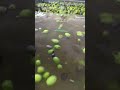 Olives being washed