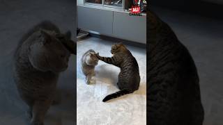 This Gray Cat Apologizes To His Partner Its So Cute cat cat funny cats short