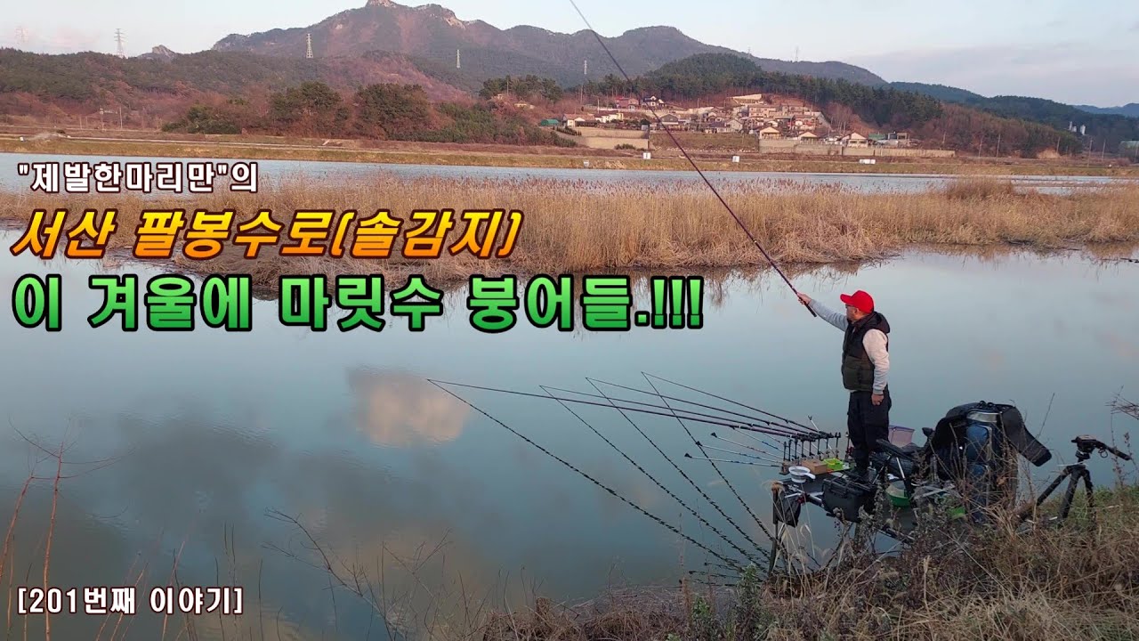 서산 팔봉수로(솔감지), 이 겨울에 마릿수 붕어들.!!![201번째 이야기]