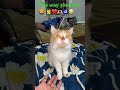 #catvideosfunnydance #cat #catlife #catworld #kitten #cute #cutecat #youtubeshorts #viral #petsbella