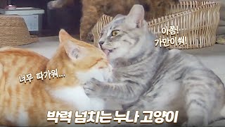 길냥이 구조가 보람되는 순간 | 쫀니와 쪼꼬미들 | 🏝️베베집사 제주살이