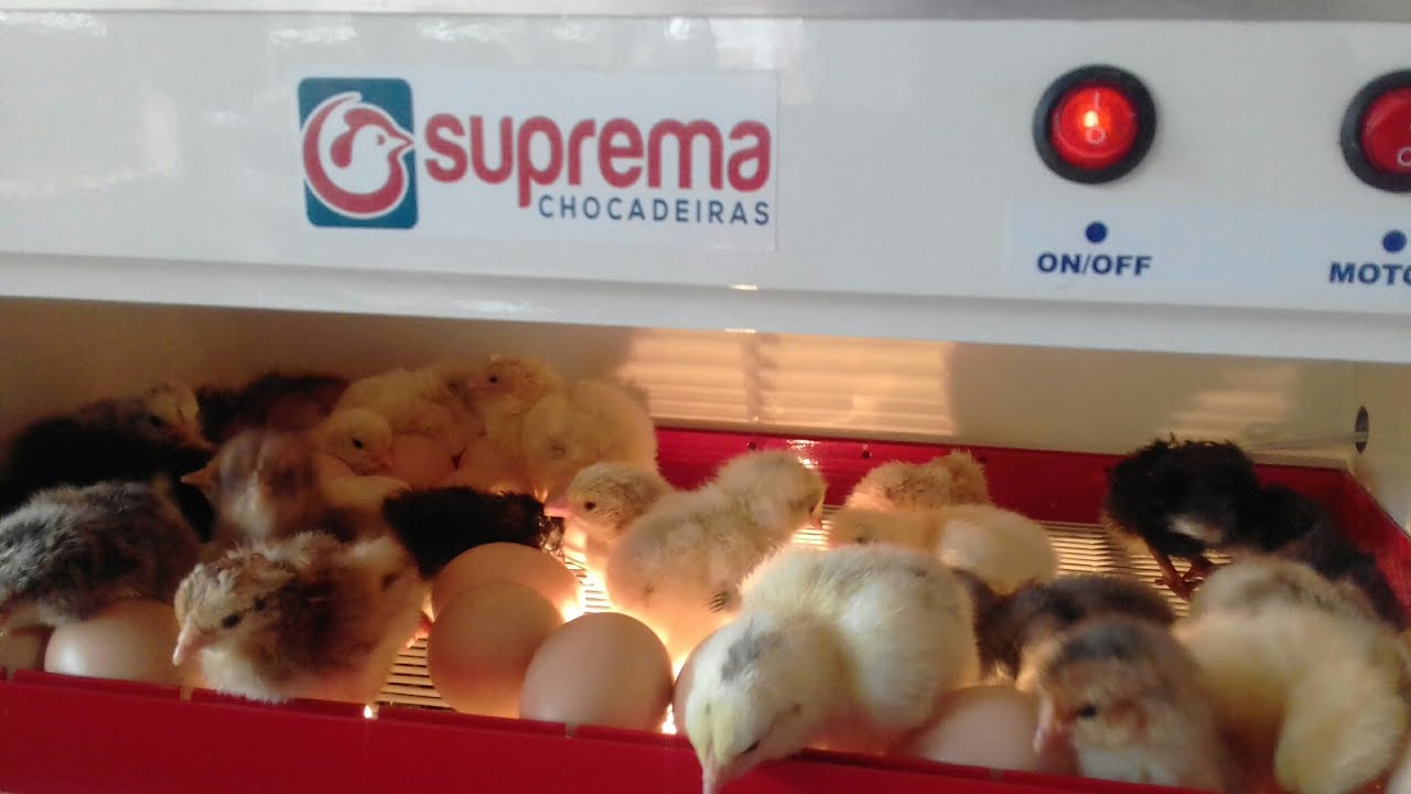 Pintinhos Caipira Nascendo na Chocadeira Suprema | Criatório Moreira