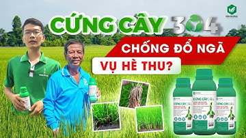CỨNG CÂY 304 - CỨNG CÂY HỮU CƠ THẾ HỆ MỚI, CHỐNG SẬP AN TOÀN, KHÔNG LO ĐỔ NGÃ
