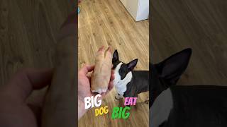 Big Dog Big Eat