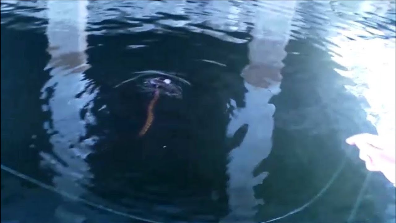 Snake Catfish Snake Catches Catfish Florida Everglades - YouTube