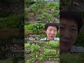 この庭で60％自給する？キッチンガーデンWeek 9アップデート！全編は、概要欄のリンクから。