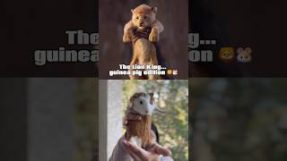 The Lion King… Guinea Pig Edition 🦁🐹