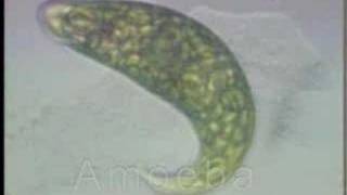 Protist