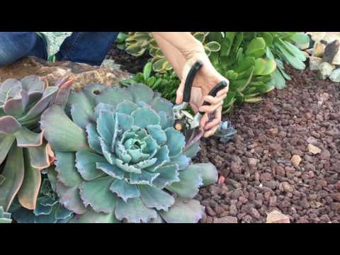 Видео: Echeveria 'Irish Mint' ургамал – Ирландын гаа Echeveria ургамал тариалж байна