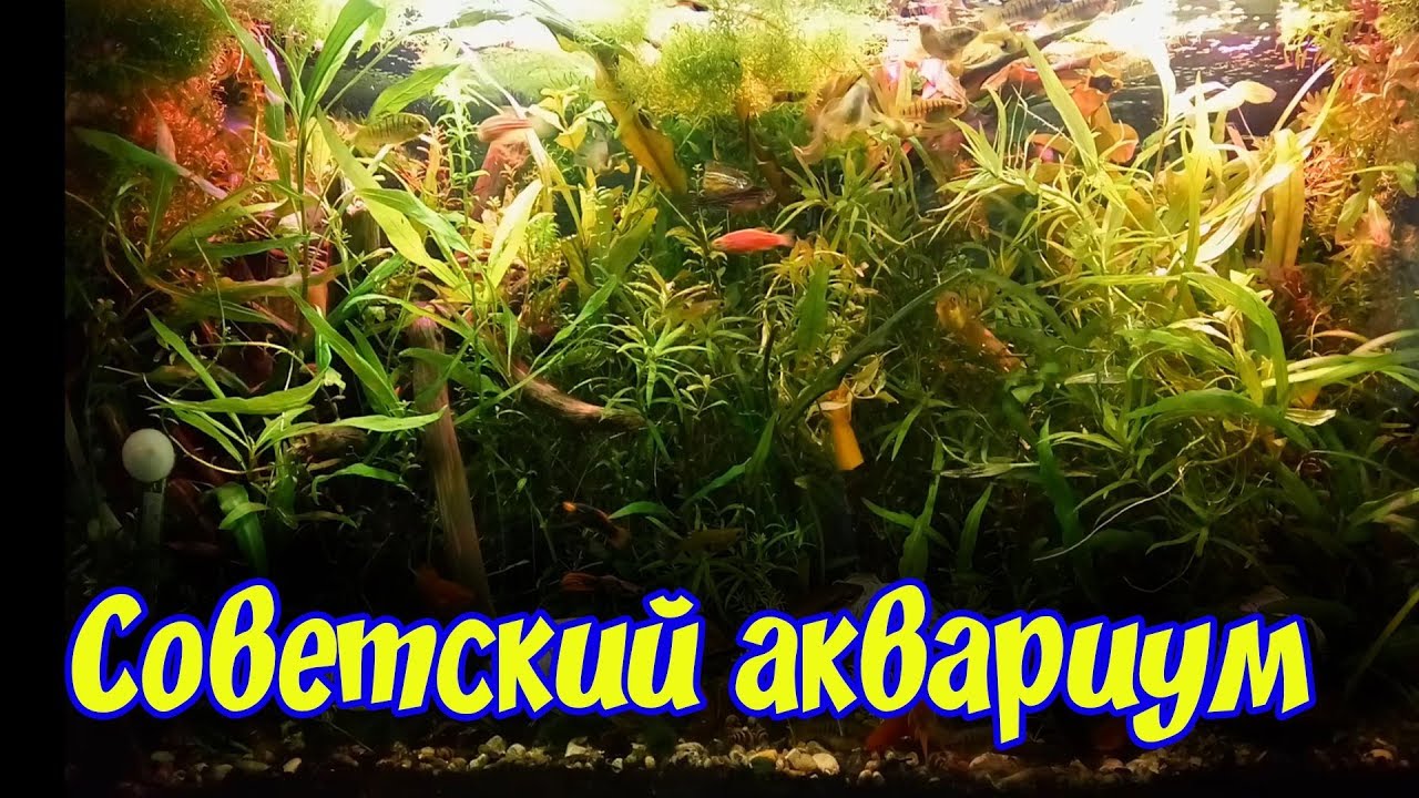 #БЗДА! ВСЕ ЧТО ХОТЕЛИ ЗНАТЬ ПРО МОЙ АКВАРИУМ И ЭКСПЕРИМЕНТЫ С УКСУСОМ И ...