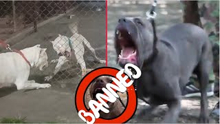 Illegal and Banned Dog Breeds in the World