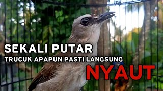 Trucukan Gacor TARUNG ROPEL PENDEK  Pancingan Trucuk Agar Bunyi Jadikan Burung Trucuk Seketika Nyaut
