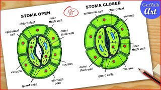 Stomata Diagram Drawing CBSE / Open and Closed Stoma Labelled diagram drawing  / step by step