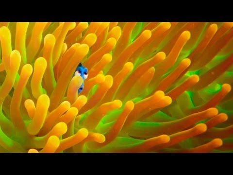 Movie Preview 017 Finding Dory [June 17 2016]