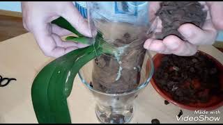 Cómo separar y plantar un keiki de Orquídea Phalaenopsis en una botella de plástico