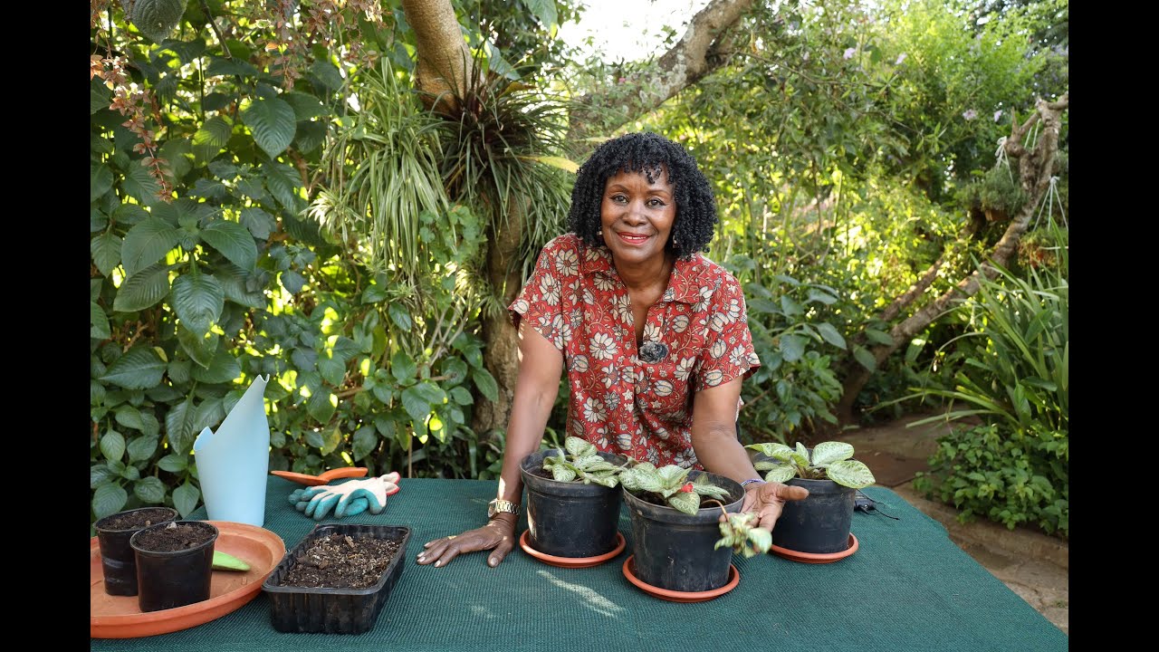 Flame Violet (Episcia cupreata) - : Harnessing Leaf and Stolon Cutting for Flame Violet Propagation.