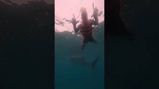 #butanding #experience #oslob #cebu #explore #travel #philippines #shortvideo #shorts #story #fyp