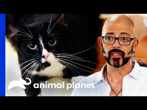 Видео: Муурны хулгайг тайлах нь буруу юу? - Declaw Cat-ийн маргаан