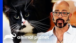 Frustrated Owner Considers Declawing His Cat | My Cat From Hell Frustrated Owner Considers Declawing His Cat | My Cat From Hell