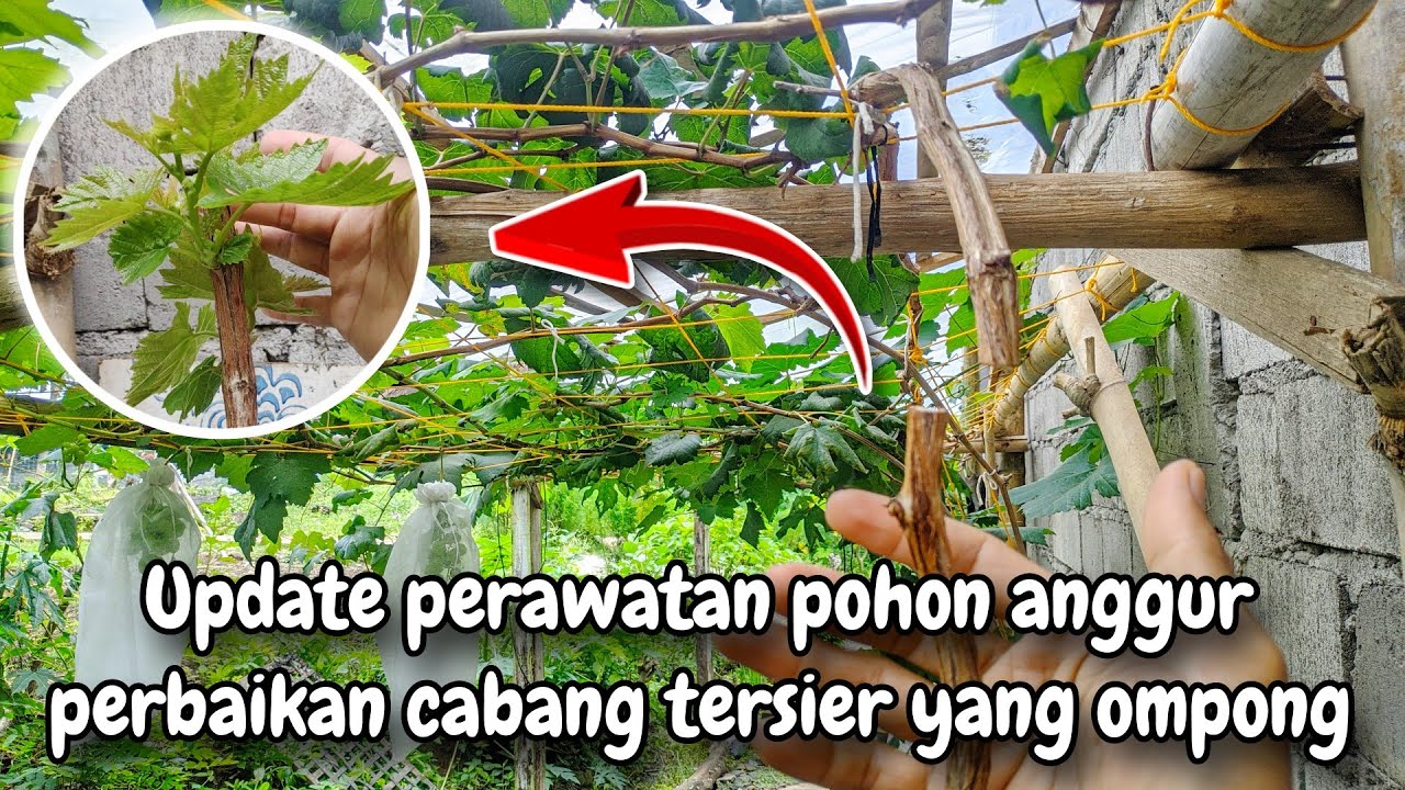 Update perbaikan pohon anggur yang cabang tersier ompong dan stag pertumbuhannya