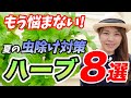 【蚊・コバエ・Gにも効く!】虫除けや食用にもオススメ!!最強ハーブを教えます【初心者向け】【ガーデニング】【園芸チャンネル】