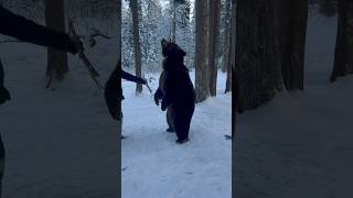 Медведь Поймал Шарик