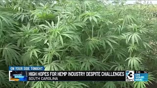 High hopes for hemp industry despite challenges