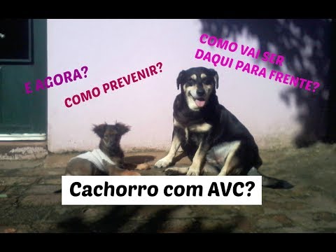Vídeo: AVC Facial em Cães: Causas, Sinais e Tratamento