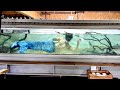 美しい人魚を飼い始めました